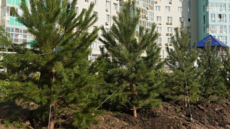 ГК «Стратег»: Вместе создаём экологичное будущее